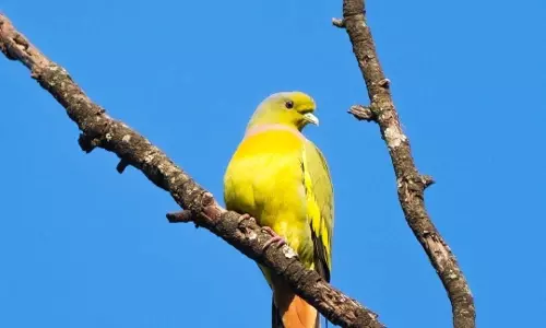 बारनवापारा अभयारण्य में सालों बाद नजर आया दुर्लभ ऑरेंज-ब्रेस्टेड ग्रीन-पिजन