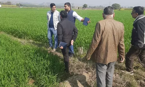 Haryana : कृषि वैज्ञानिकों ने यमुनानगर के गेहूं के खेतों में पीले रस्ट का सर्वे किया