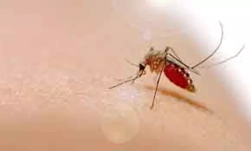कई जिलों में Chikungunya के मामले बढ़े