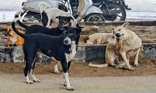 हादसों से बचने के लिए स्कूलों के कैंपस में आवारा कुत्तों पर बैन, छतरपुर में DEO ने सख्त निर्देश जारी किए हादसों से बचने के लिए स्कूलों के कैंपस में आवारा कुत्तों पर बैन, छतरपुर में DEO ने सख्त निर्देश जारी किए