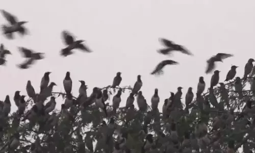 हजारों प्रवासी रोजी स्टार्लिंग पक्षी Thoothukudi पहुंचे और शानदार हवाई प्रदर्शन किया