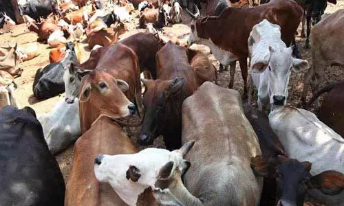 UDHAMPUR: सात गायों को बचाया गया