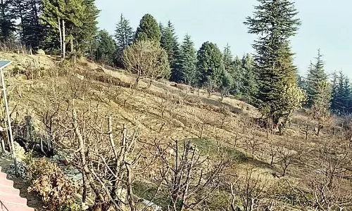 Himachal: शुष्क सर्दी से मनाली के सेब किसान चिंतित