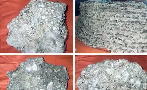 Vepplodai गांव में प्राचीन मूर्तियां - भारतीय पुरातत्व सर्वेक्षण की जानकारी Vepplodai गांव में प्राचीन मूर्तियां - भारतीय पुरातत्व सर्वेक्षण की जानकारी