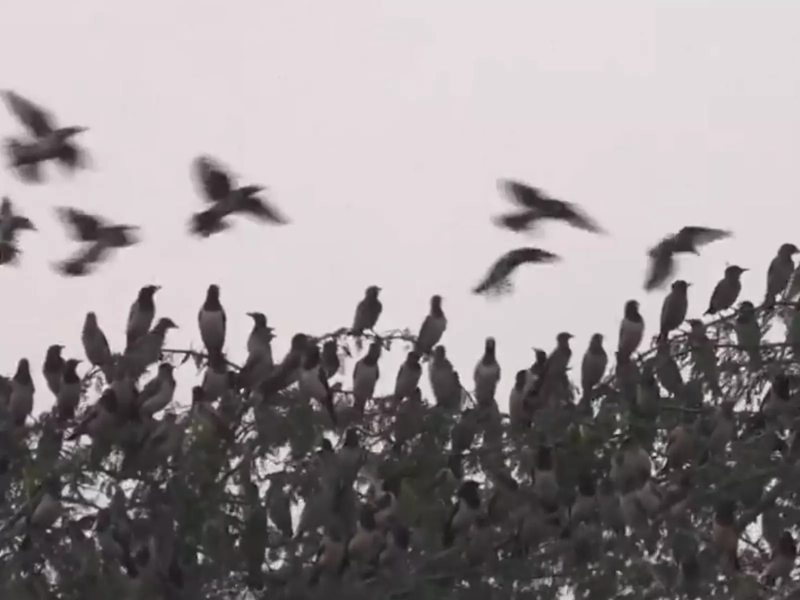 हजारों प्रवासी रोजी स्टार्लिंग पक्षी Thoothukudi पहुंचे और शानदार हवाई प्रदर्शन किया हजारों प्रवासी रोजी स्टार्लिंग पक्षी Thoothukudi पहुंचे और शानदार हवाई प्रदर्शन किया