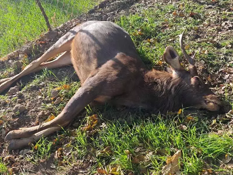 Palampur: बर्फीले इलाकों से मौसमी पलायन से जंगली जानवरों की जान खतरे में Palampur: बर्फीले इलाकों से मौसमी पलायन से जंगली जानवरों की जान खतरे में