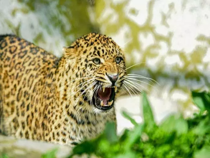Leopard Attack: 27 दिनों में चौथा तेंदुआ पकड़ा गया Leopard Attack: 27 दिनों में चौथा तेंदुआ पकड़ा गया