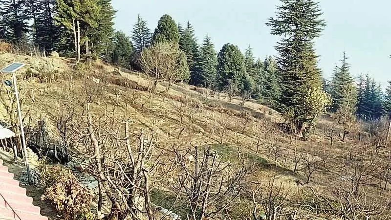 Himachal: शुष्क सर्दी से मनाली के सेब किसान चिंतित Himachal: शुष्क सर्दी से मनाली के सेब किसान चिंतित