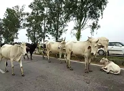 मध्य प्रदेश: भिंड में ट्रेन की चपेट में आने से 10 से 12 गायों की मौत और कई घायल मध्य प्रदेश: भिंड में ट्रेन की चपेट में आने से 10 से 12 गायों की मौत और कई घायल