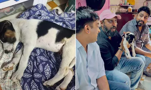शहर में 2 कुत्तों का यौन शोषण, पशु अधिकार कार्यकर्ताओं ने कड़ी सज़ा के लिए BNS और PCA में बदलाव की मांग की