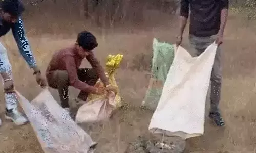 खेत में अजगरों का डेरा, सभी 8-9 फीट लंबे, रेस्क्यू किया गया खेत में अजगरों का डेरा, सभी 8-9 फीट लंबे, रेस्क्यू किया गया