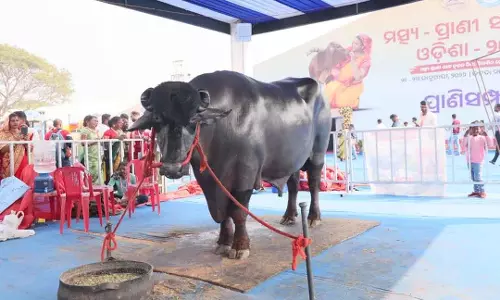 Odisha में किसानों के सम्मेलन में 4 करोड़ के मुर्रा नस्ल के बैल ने सबका ध्यान खींचा