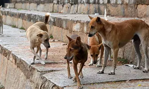 Telangana में चुनावी वादों के कारण आवारा कुत्तों का बड़े पैमाने पर कत्ल किया जा रहा है Telangana में चुनावी वादों के कारण आवारा कुत्तों का बड़े पैमाने पर कत्ल किया जा रहा है