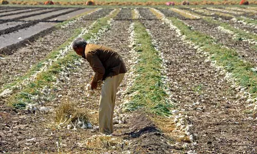 Punjab: बारिश से खेतों में जान आ गई, हवा और ओले आलू, टमाटर किसानों के लिए चिंता Punjab: बारिश से खेतों में जान आ गई, हवा और ओले आलू, टमाटर किसानों के लिए चिंता