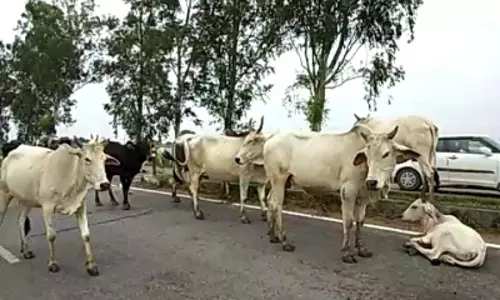 Madhya Pradesh: भिंड में ट्रेन की चपेट में आने से गायों के झुंड की मौत Madhya Pradesh: भिंड में ट्रेन की चपेट में आने से गायों के झुंड की मौत