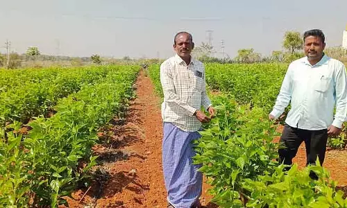 Madhugiri : एक किसान जिसने रेशम उगाया और मुनाफा कमाया Madhugiri : एक किसान जिसने रेशम उगाया और मुनाफा कमाया