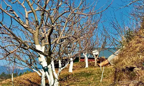 चिलिंग आवर्स और ये Himachal के फल उगाने वालों के लिए क्यों मायने रखते हैं