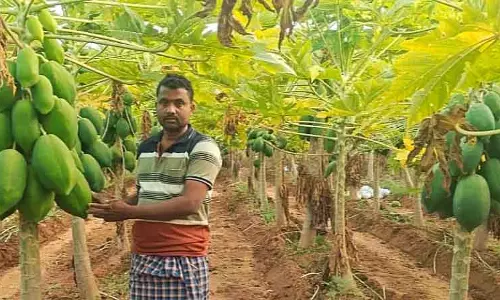 पपीते से हुई अच्छी कमाई: इलाकल तालुक के गंडल गांव के एक किसान की उपलब्धि