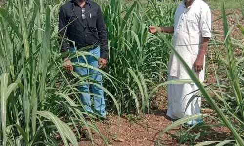 Hubli : 75 साल की उम्र में भी 4 एकड़ ज़मीन पर केमिकल-फ्री खेती Hubli : 75 साल की उम्र में भी 4 एकड़ ज़मीन पर केमिकल-फ्री खेती
