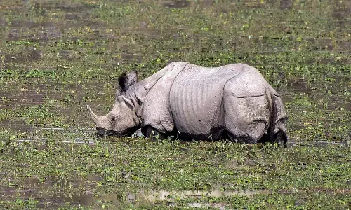 Kaziranga में गैंडे के बच्चे का रेस्क्यू Kaziranga में गैंडे के बच्चे का रेस्क्यू
