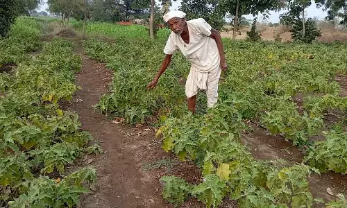 Vijayapura : पिता और पुत्र बैंगन उगाकर मुनाफ़ा कमा रहे हैं Vijayapura : पिता और पुत्र बैंगन उगाकर मुनाफ़ा कमा रहे हैं