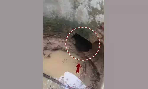 कुएं में फंसा भालू, Malkangiri में ग्रामीणों में मची सनसनी
