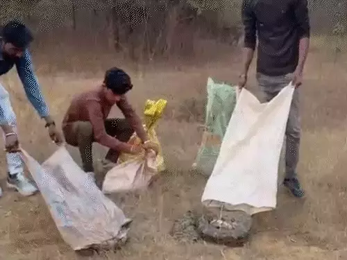 खेत में अजगरों का डेरा, सभी 8-9 फीट लंबे, रेस्क्यू किया गया खेत में अजगरों का डेरा, सभी 8-9 फीट लंबे, रेस्क्यू किया गया