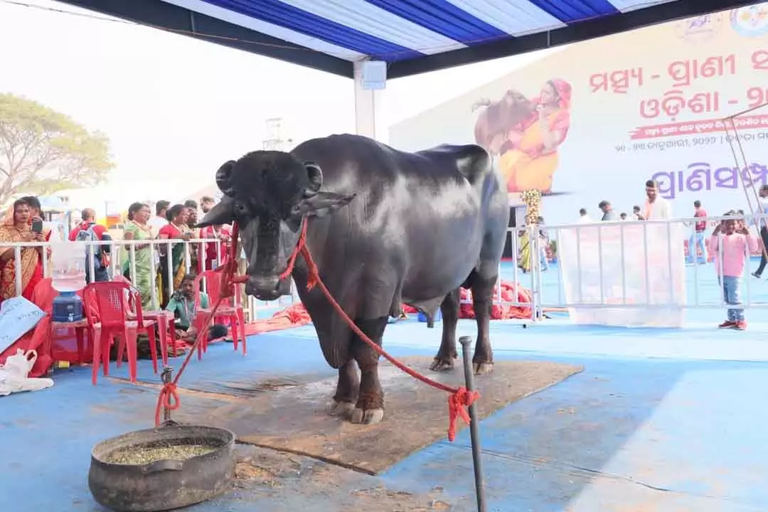 Odisha में किसानों के सम्मेलन में 4 करोड़ के मुर्रा नस्ल के बैल ने सबका ध्यान खींचा Odisha में किसानों के सम्मेलन में 4 करोड़ के मुर्रा नस्ल के बैल ने सबका ध्यान खींचा