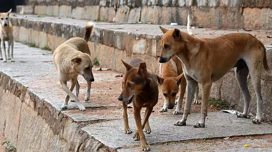 Telangana में चुनावी वादों के कारण आवारा कुत्तों का बड़े पैमाने पर कत्ल किया जा रहा है Telangana में चुनावी वादों के कारण आवारा कुत्तों का बड़े पैमाने पर कत्ल किया जा रहा है