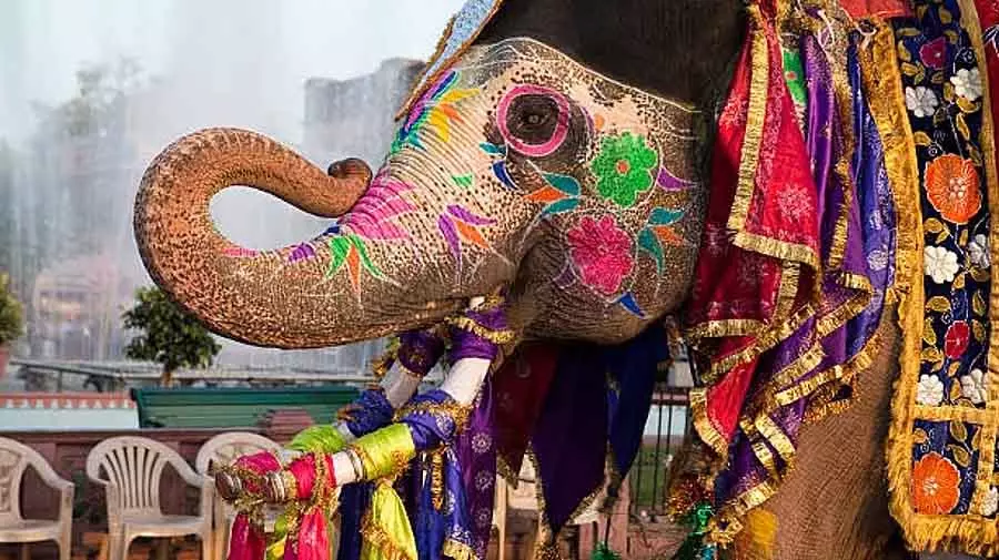 Activists ने जुलूसों में हाथियों के इस्तेमाल को लेकर सरकार से सवाल किया Activists ने जुलूसों में हाथियों के इस्तेमाल को लेकर सरकार से सवाल किया