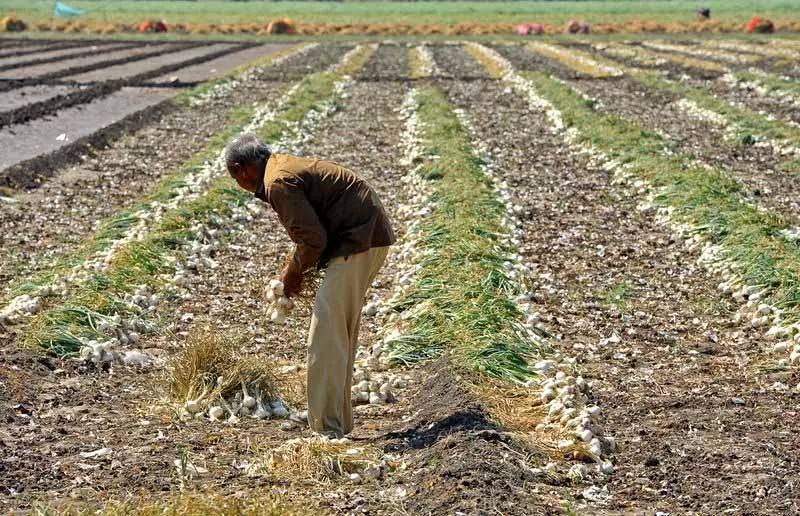 Punjab: बारिश से खेतों में जान आ गई, हवा और ओले आलू, टमाटर किसानों के लिए चिंता Punjab: बारिश से खेतों में जान आ गई, हवा और ओले आलू, टमाटर किसानों के लिए चिंता