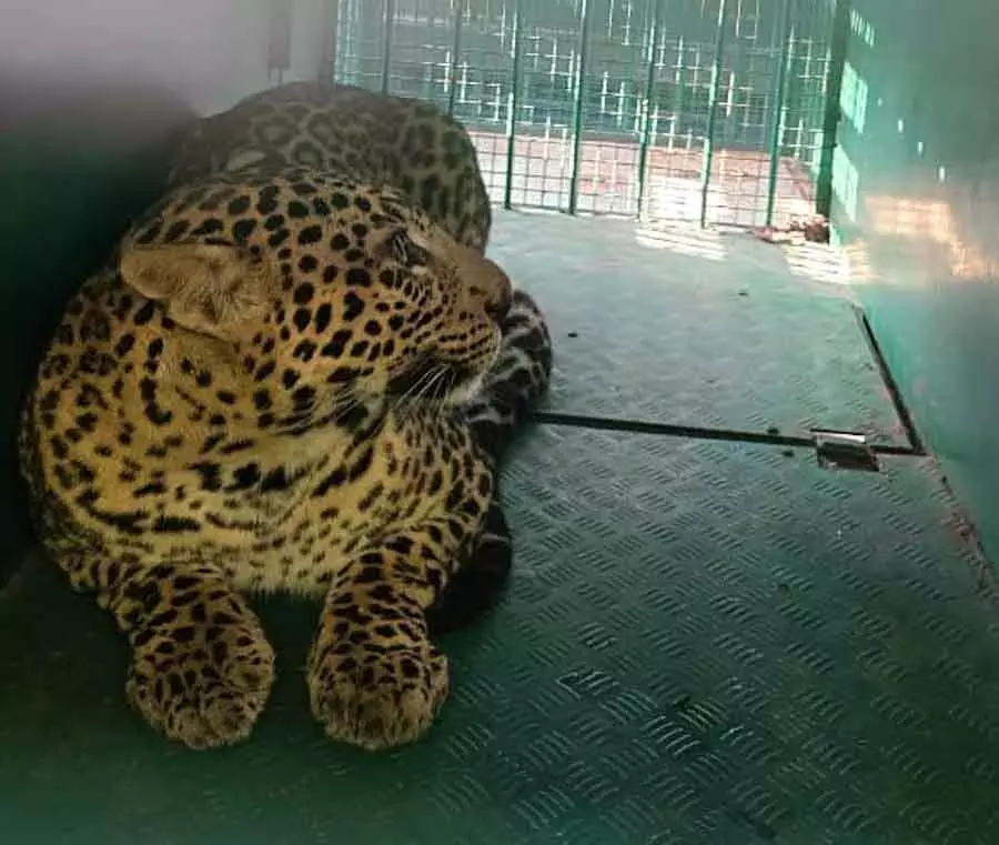 Male महादेश्वर पहाड़ी: श्रद्धालु को मारने वाला तेंदुआ पकड़ा गया Male महादेश्वर पहाड़ी: श्रद्धालु को मारने वाला तेंदुआ पकड़ा गया