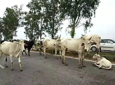 Madhya Pradesh: भिंड में ट्रेन की चपेट में आने से गायों के झुंड की मौत Madhya Pradesh: भिंड में ट्रेन की चपेट में आने से गायों के झुंड की मौत