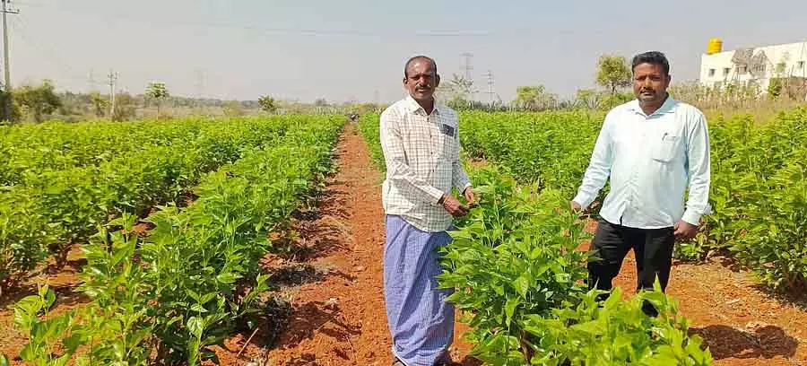 Madhugiri : एक किसान जिसने रेशम उगाया और मुनाफा कमाया Madhugiri : एक किसान जिसने रेशम उगाया और मुनाफा कमाया