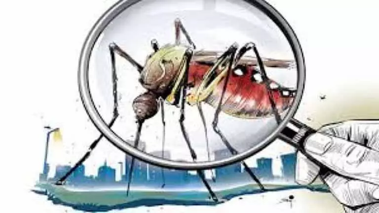 CHENNAI: शहर में बढ़ते मच्छरों के खतरे से जंग जारी है CHENNAI: शहर में बढ़ते मच्छरों के खतरे से जंग जारी है