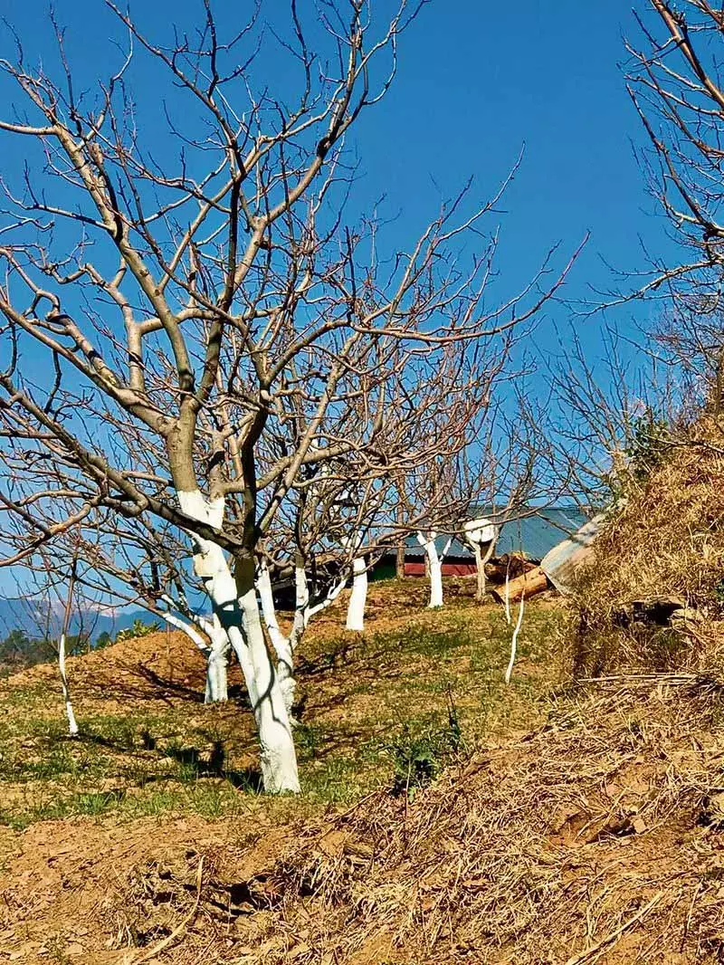 चिलिंग आवर्स और ये Himachal के फल उगाने वालों के लिए क्यों मायने रखते हैं चिलिंग आवर्स और ये Himachal के फल उगाने वालों के लिए क्यों मायने रखते हैं