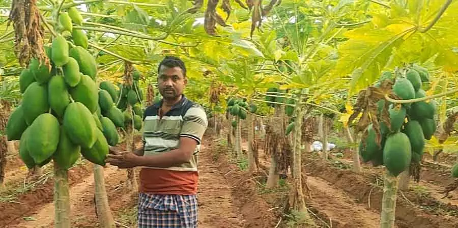 पपीते से हुई अच्छी कमाई: इलाकल तालुक के गंडल गांव के एक किसान की उपलब्धि पपीते से हुई अच्छी कमाई: इलाकल तालुक के गंडल गांव के एक किसान की उपलब्धि