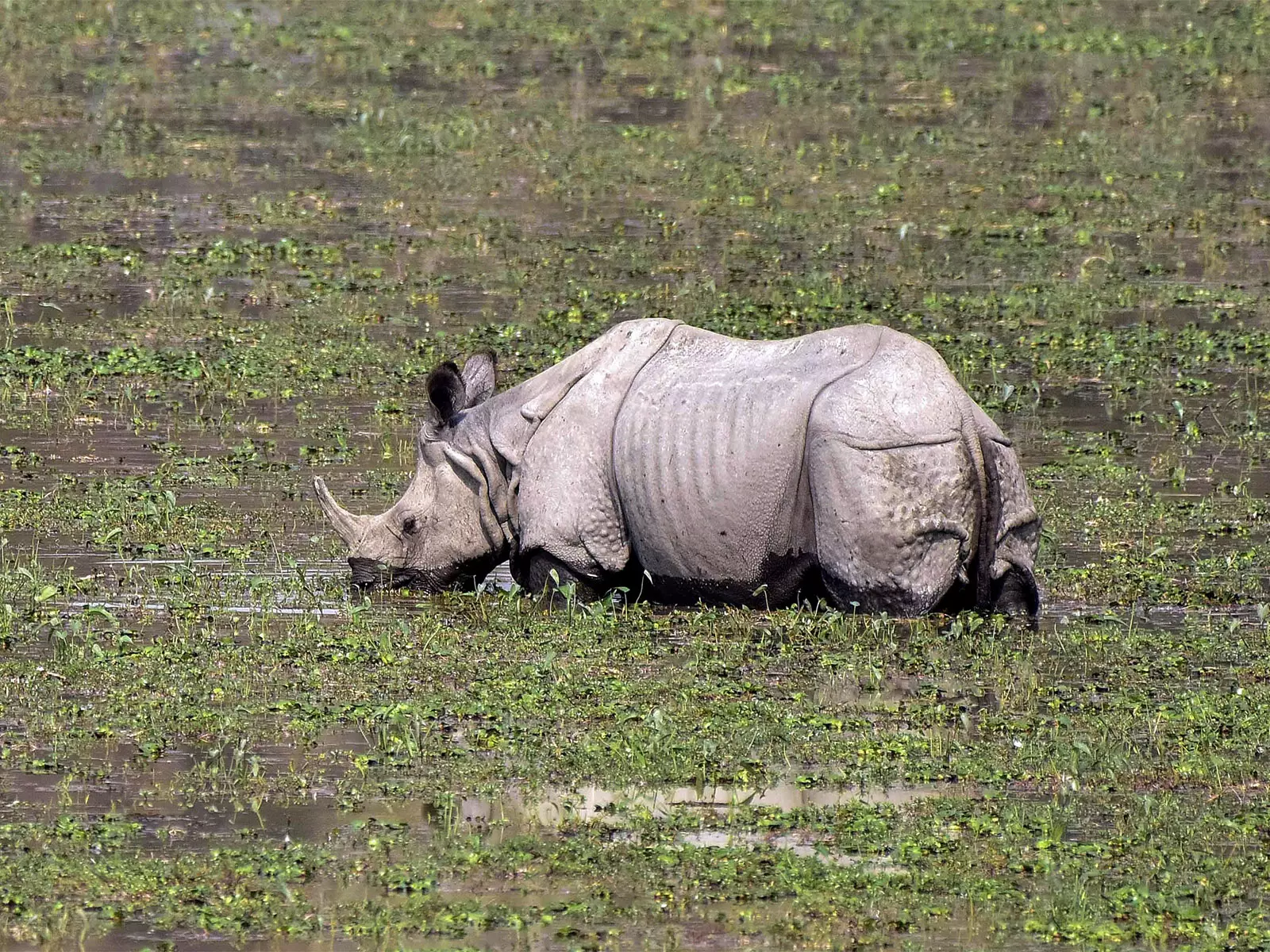 Kaziranga में गैंडे के बच्चे का रेस्क्यू Kaziranga में गैंडे के बच्चे का रेस्क्यू