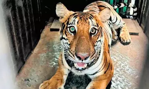 वन अधिकारियों ने बाघ की तलाश का ऑपरेशन सस्पेंड किया: Mysore एयरपोर्ट के आसपास के गांवों में चिंता बढ़ी वन अधिकारियों ने बाघ की तलाश का ऑपरेशन सस्पेंड किया: Mysore एयरपोर्ट के आसपास के गांवों में चिंता बढ़ी