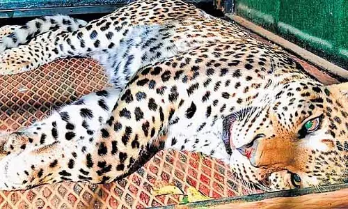 Male महादेश्वर पहाड़ी पर एक श्रद्धालु को मारने वाले तेंदुए को आखिरकार पकड़ लिया गया है