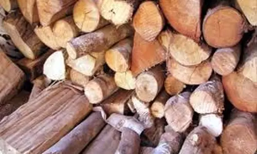 Punjab:खैर माफिया के खिलाफ बड़ी कार्रवाई,लकड़ी की बड़ी खेप की जब्त