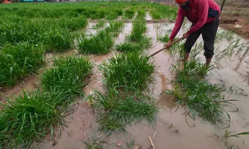 Punjab: तेज हवाएं टमाटर उत्पादकों के लिए चिंता का विषय हैं