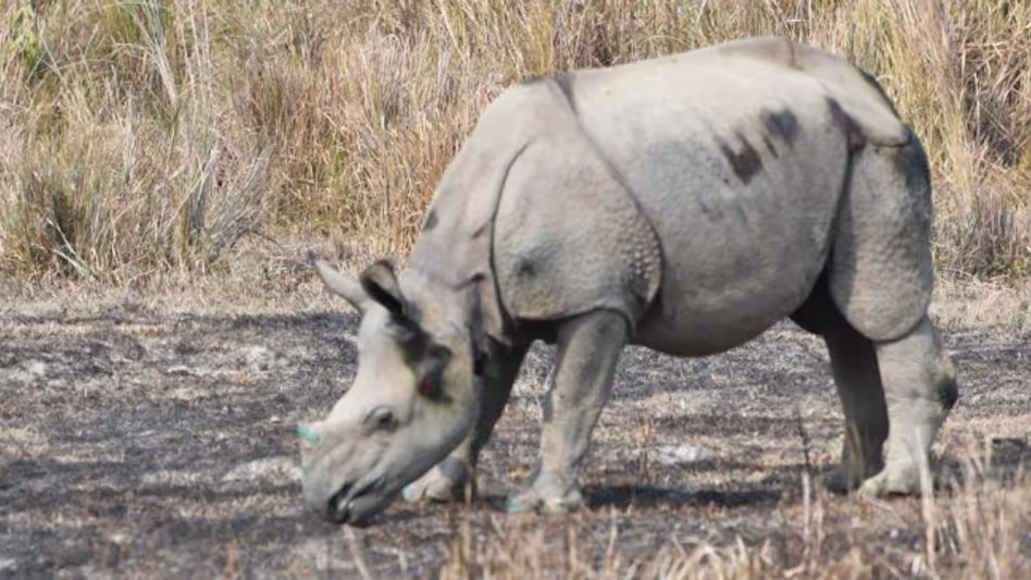 Kaziranga नेशनल पार्क से फंसे हुए गैंडे के बच्चे को बचाया गया Kaziranga नेशनल पार्क से फंसे हुए गैंडे के बच्चे को बचाया गया