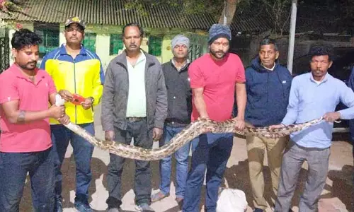 Angul village से दो रॉक अजगरों को बचाया गया