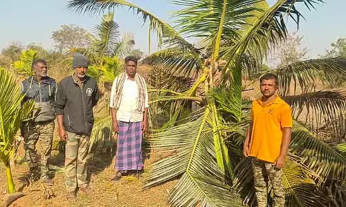 Harohalli : हाथी के हमले से केले, सुपारी और नारियल की फसलें बर्बाद हो गई Harohalli : हाथी के हमले से केले, सुपारी और नारियल की फसलें बर्बाद हो गई