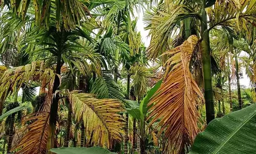खराब मौसम से खेती पर असर: सुपारी किसान को सरकारी मदद पर भरोसा