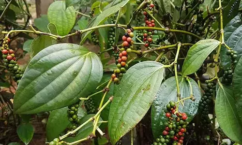 ब्लैक गोल्ड की पैदावार में गिरावट: सुपारी के बाद काली मिर्च का नंबर ब्लैक गोल्ड की पैदावार में गिरावट: सुपारी के बाद काली मिर्च का नंबर