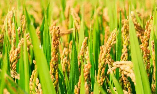 200 करोड़ की सिंचाई आधुनिकीकरण परियोजना Kera; धान किसानों के लिए नई उम्मीद 200 करोड़ की सिंचाई आधुनिकीकरण परियोजना Kera; धान किसानों के लिए नई उम्मीद
