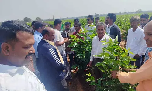 Karnataka : रेशम उगाएं और आर्थिक रूप से मजबूत बनें
