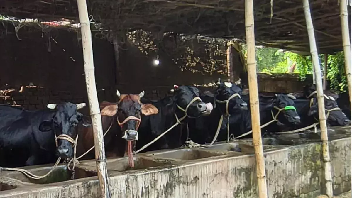 Katihar: सब्सिडी से बढ़ेगी पशुपालन की संभावनाएँ